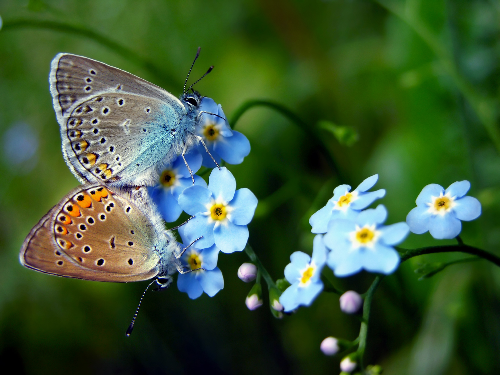 Amanda's Blue Butterfly Pair