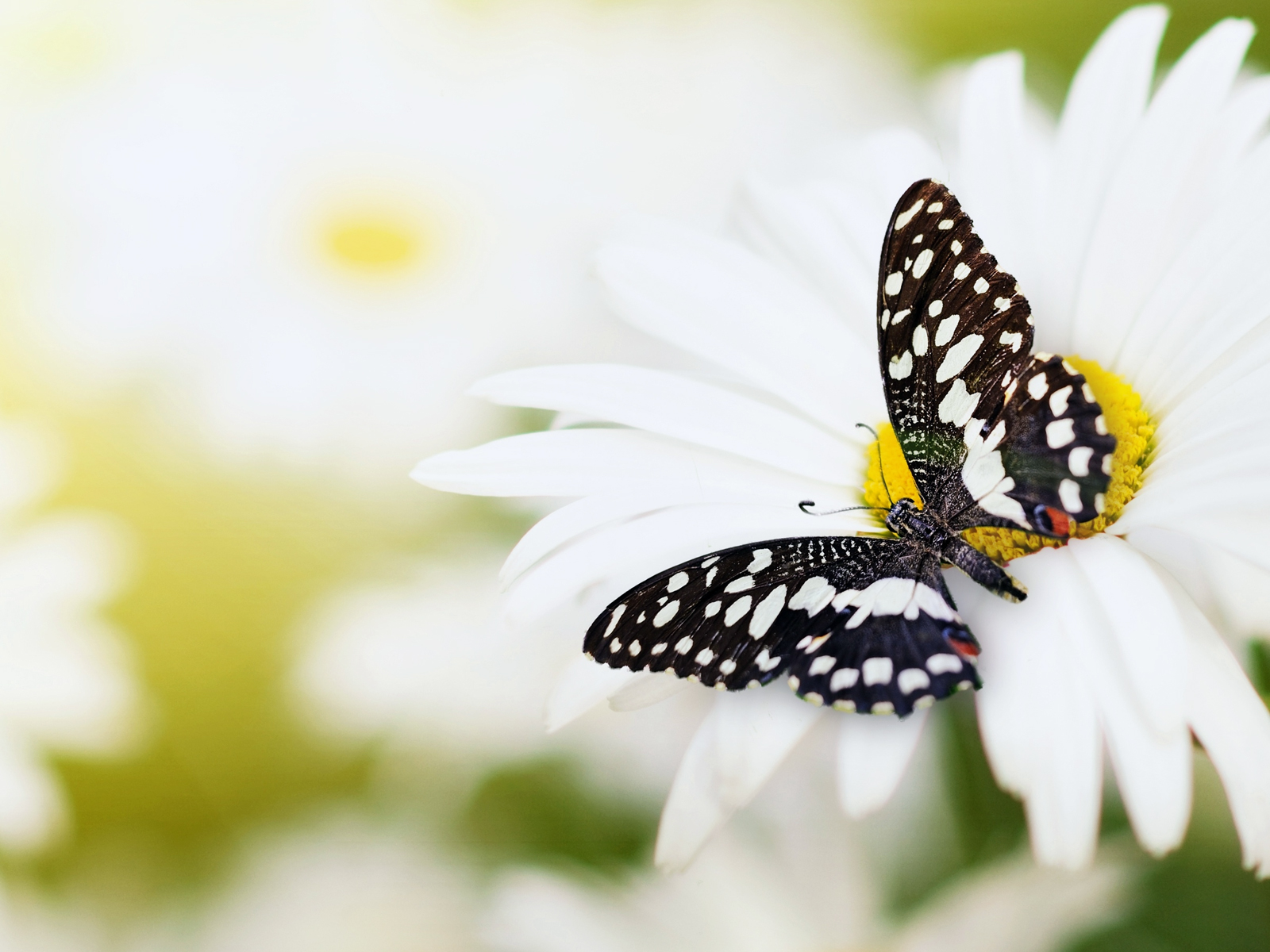 Butterfly Sitting On A Flower