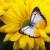 Lesser Gull Butterfly on Yellow Chrysanthemum